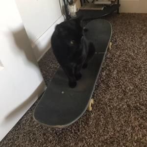 Meet your Posher, Adam